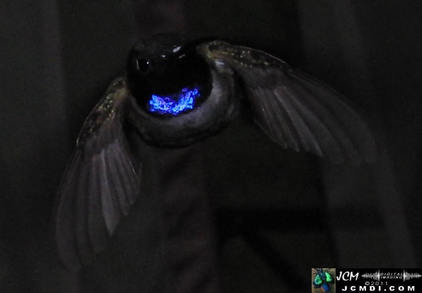 Hummingbird photo captured from Robo-Cam Motion Detection at JCMDI.COM